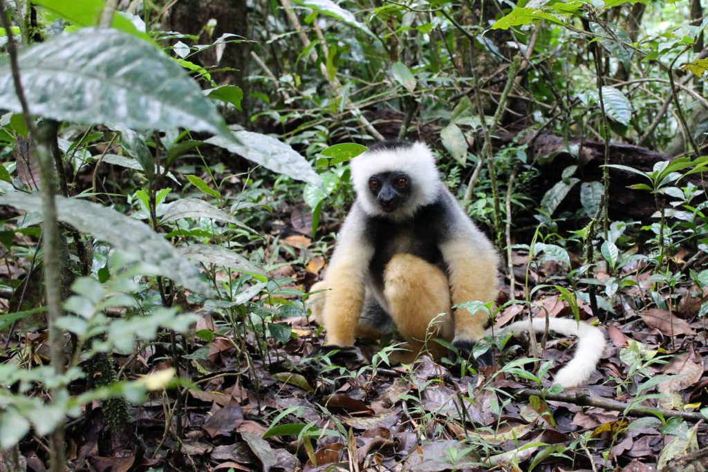 Diademed Sifaka (Propithecus diadema) sits on the ground of a rainforest in Andasibe National Park