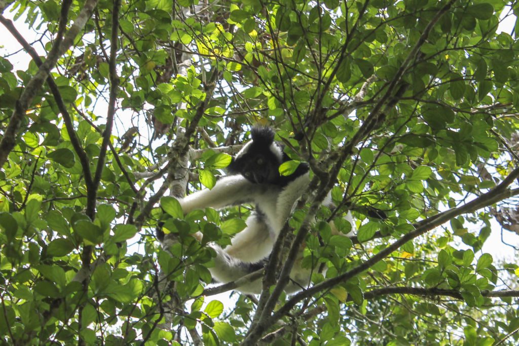 Adult indri lemur (Indri indri) looks down from a tall tree in the rainforest of Andasibe National Park