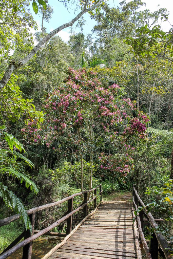 Wooden pedestrian bridge in Andasibe National Park with a pink flowering tree and rainforest behind it