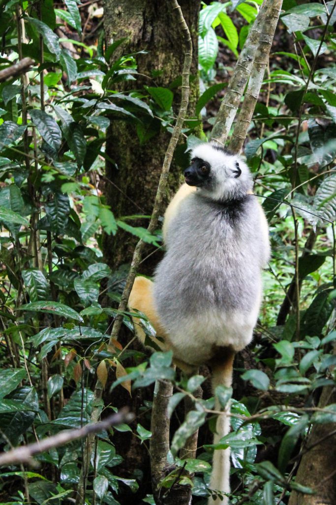 An adult diademed sifaka (Propithecus diadema) clings to a small branch in the rainforest of Andasibe National Park