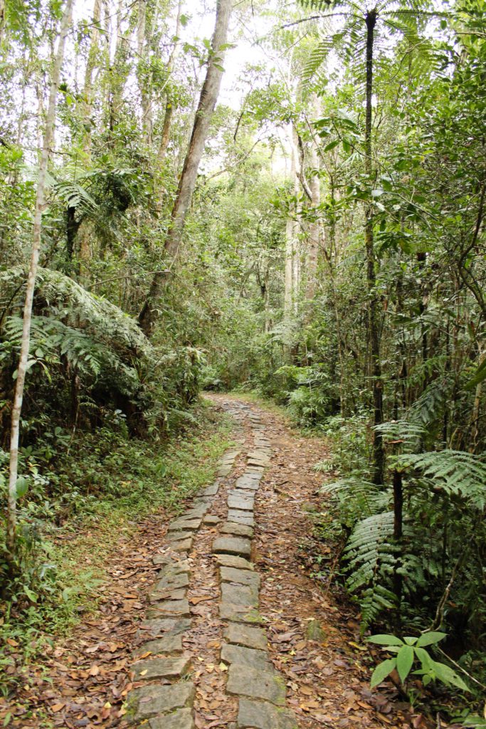 A trail in Andasibe National Park, Madagascar that is made using stones through the rainforest