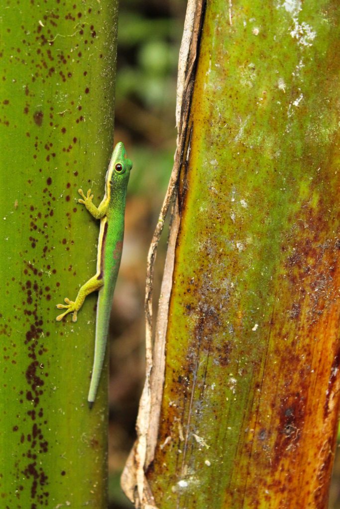 A bright green day gecko on the side of a large piece of bamboo in Andasibe National Park, Madagascar