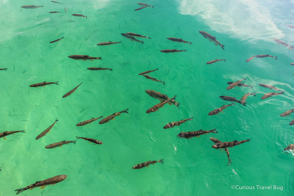 Lake Kojzak at Plitvice is full of these fish that call the park home. 