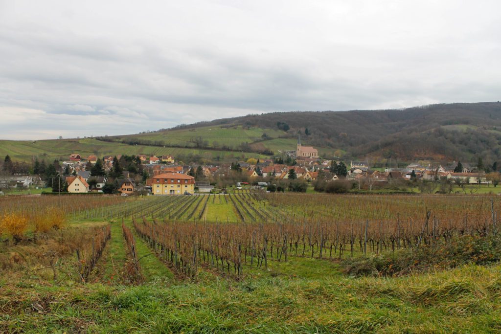 A vineyard in winter in the Alsace region of France