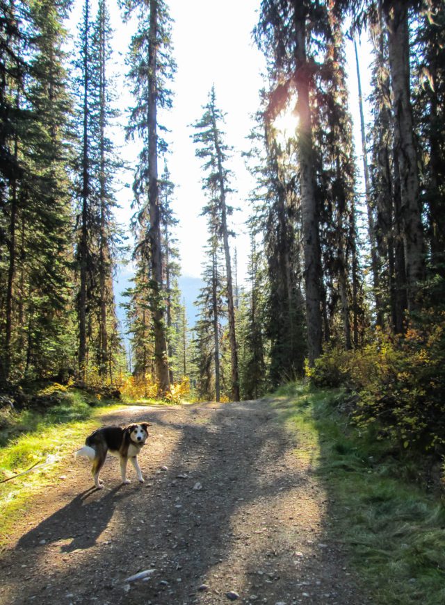 Dog on a trail in a coniferous forest