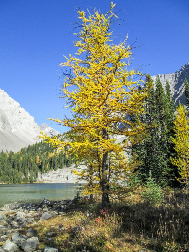 Yellow larch infront of rocky mountains and lake in Alberta Canada