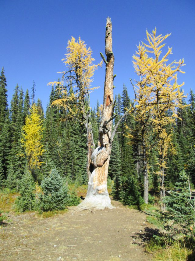 Dead tree in a coniferous forest with leaves changing colour in Alberta Canada