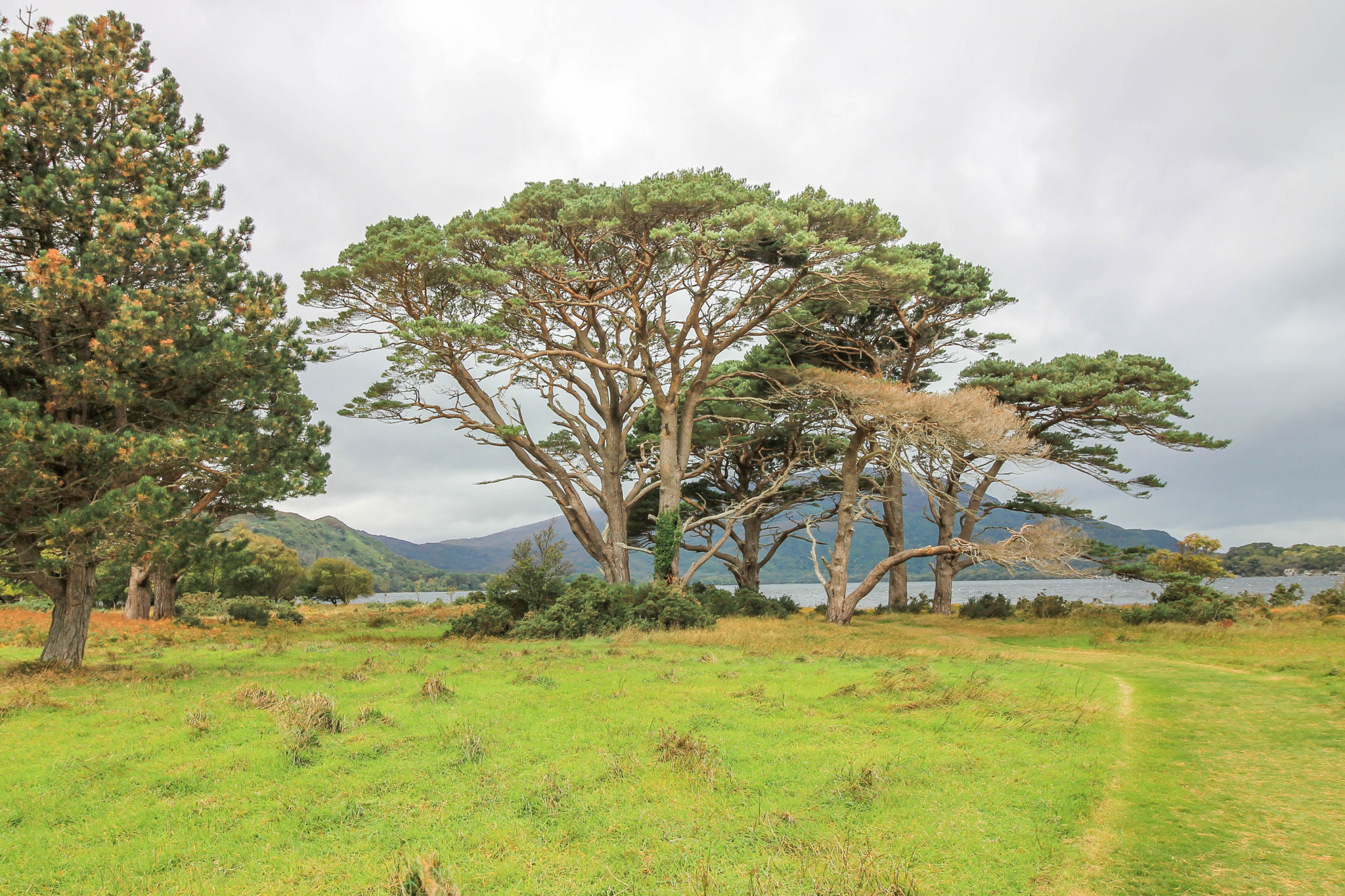 A large tree on the shores of the lake in Killarney National Park, County Kerry, Ireland