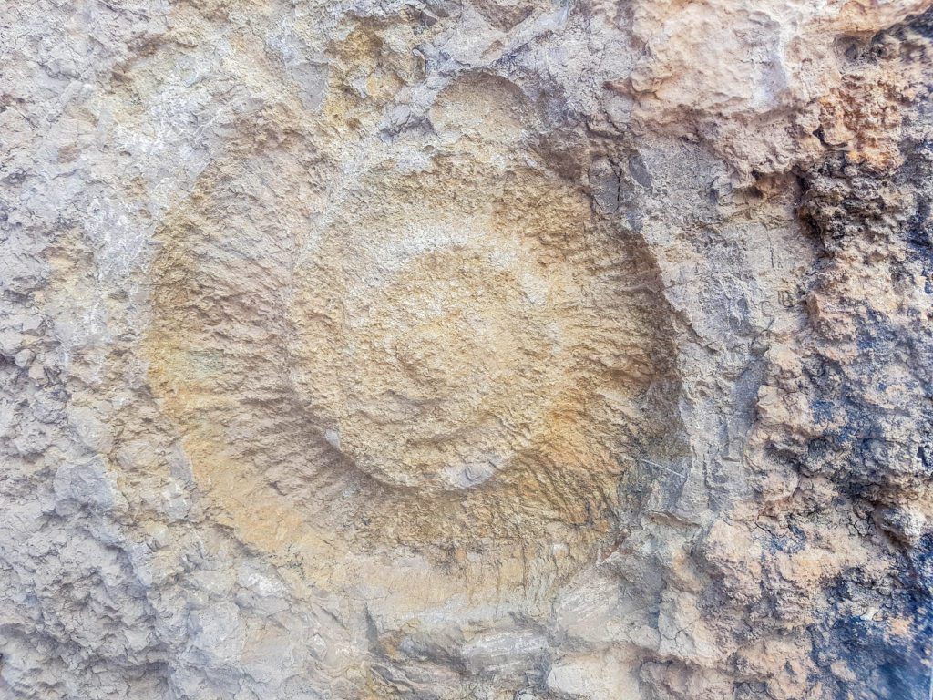 An ammonite fossil in the Caminito del Rey