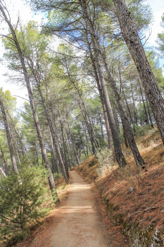 Hiking through pine forests near the Caminito del Rey hiking trail in Spain