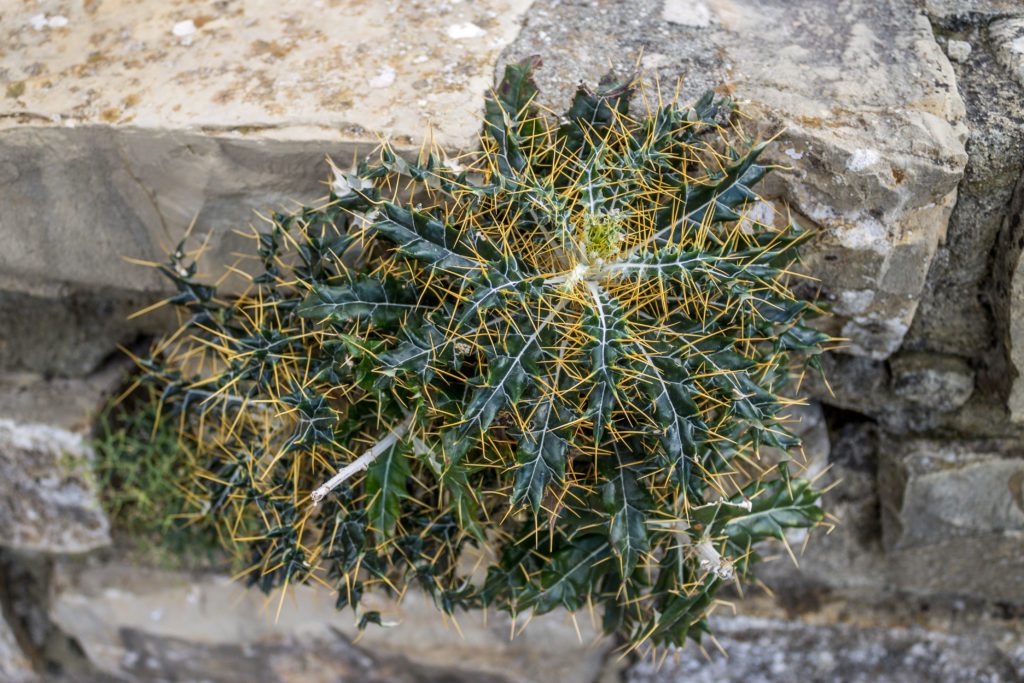 Cactus in Sierra de Grazalema Natural Park