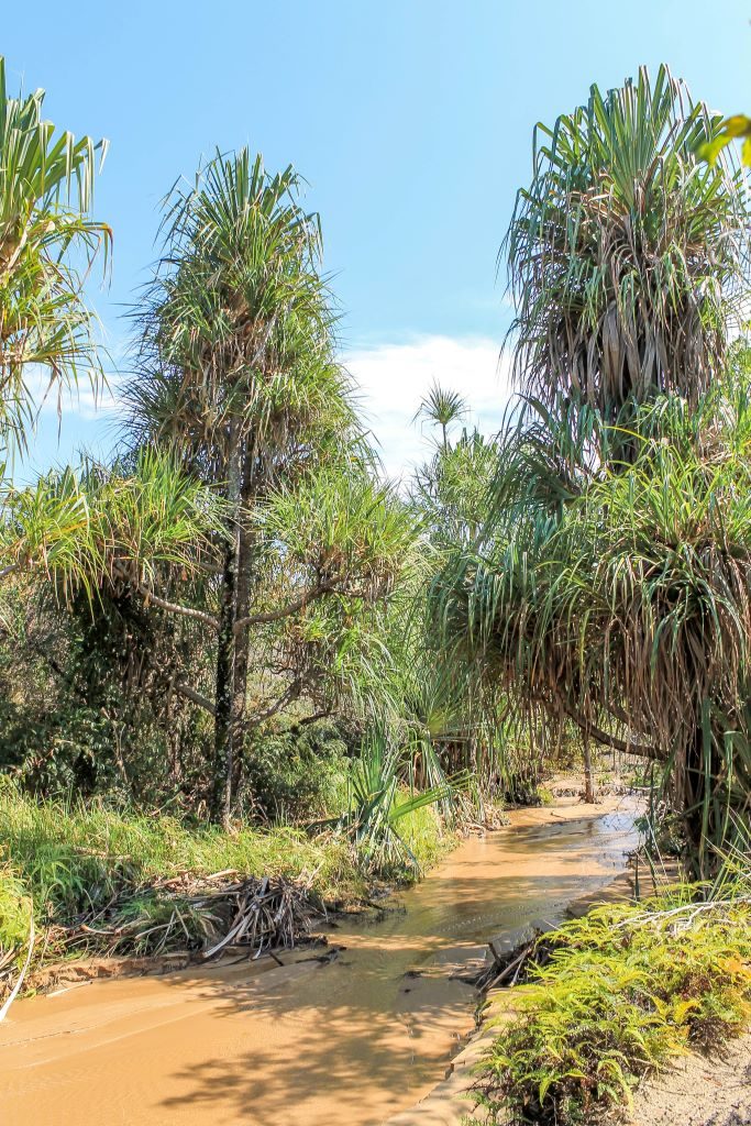 Pandanus trees and a very silty river