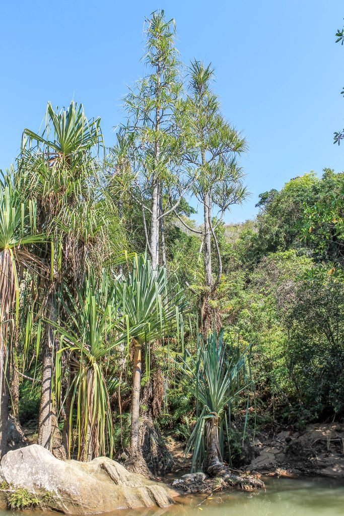 Tall pandanus and palm trees next to a pond