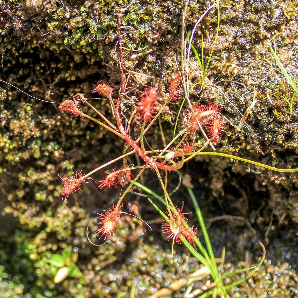 A red Madagascar sundew among some moss on a rock