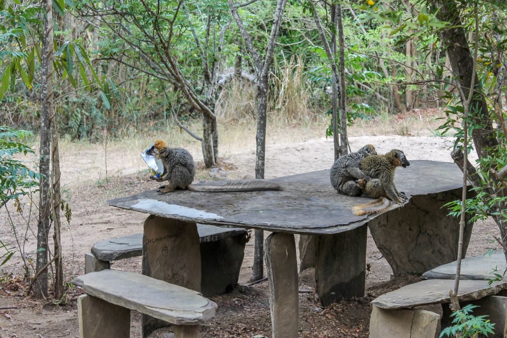 Red-front brown lemurs sit on a park bench. On the left one eats Salto crackers, on the right the lemur has a baby poking its head out from its side.