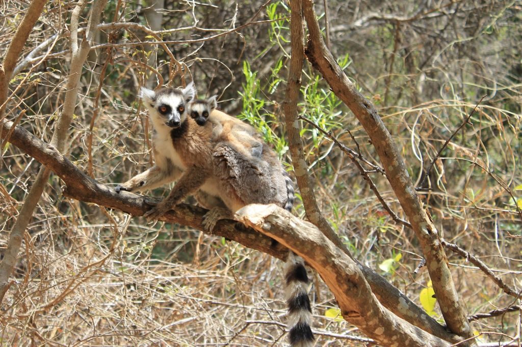 A ring-tailed lemur with a baby on its back on a branch