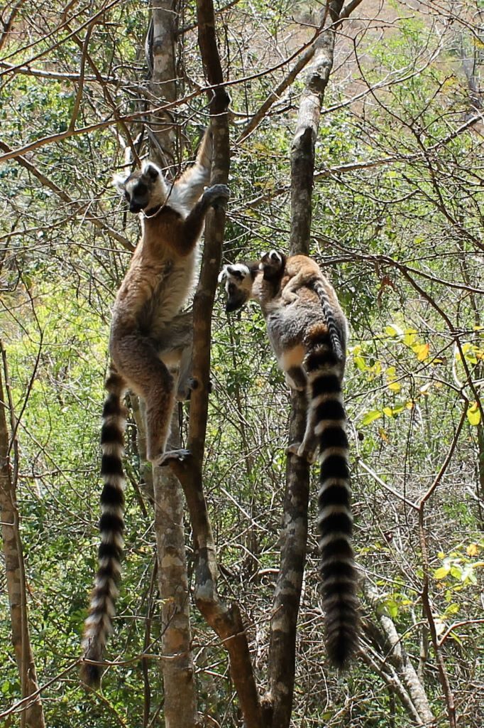 Three ring-tailed lemurs including a baby on branches.