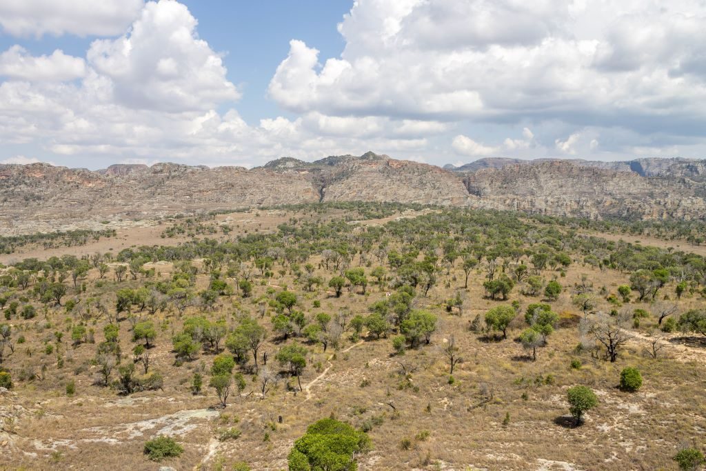 Trees dotting the savannah landscape of Isalo