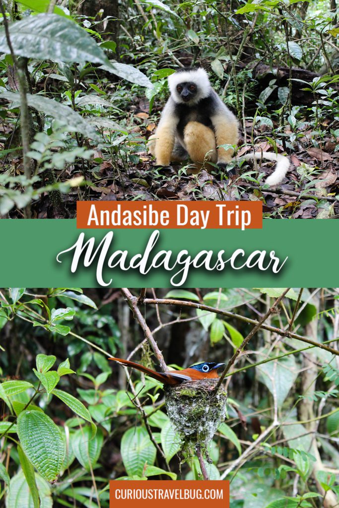 Travel to Andasibe National Park in Madagascar as a day trip from the capital city. Andasibe-Mantadia park gives you a chance to see unique wildlife such as Indri and Sifakas all as a day trip from Antananarivo to Andasibe. Read on for tips to visit.