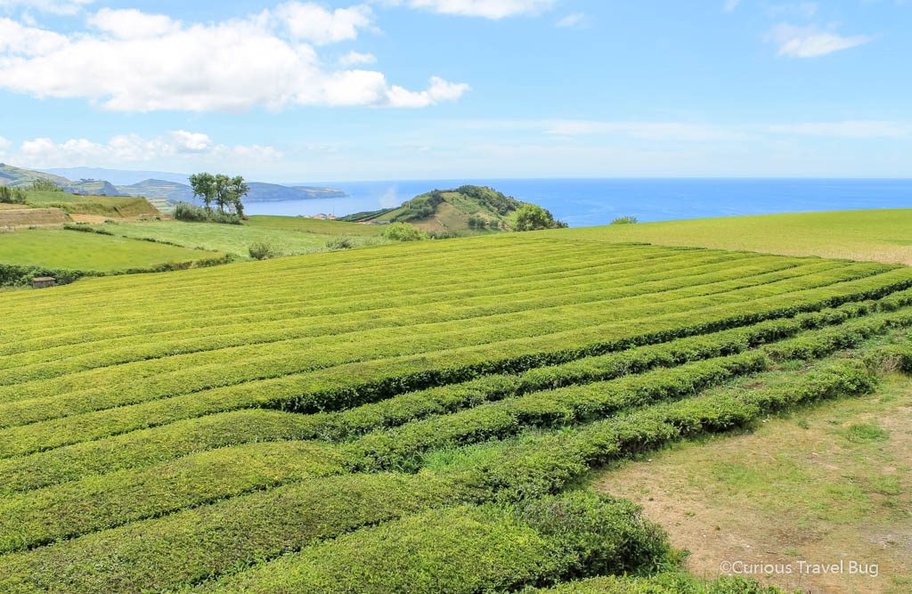 The tea bushes at Gorreana Tea Factory on Sao Miguel, Azores. This tea factory is the only tea plantation in Europe and you can tour the factory to see how the tea leaves are processed.
