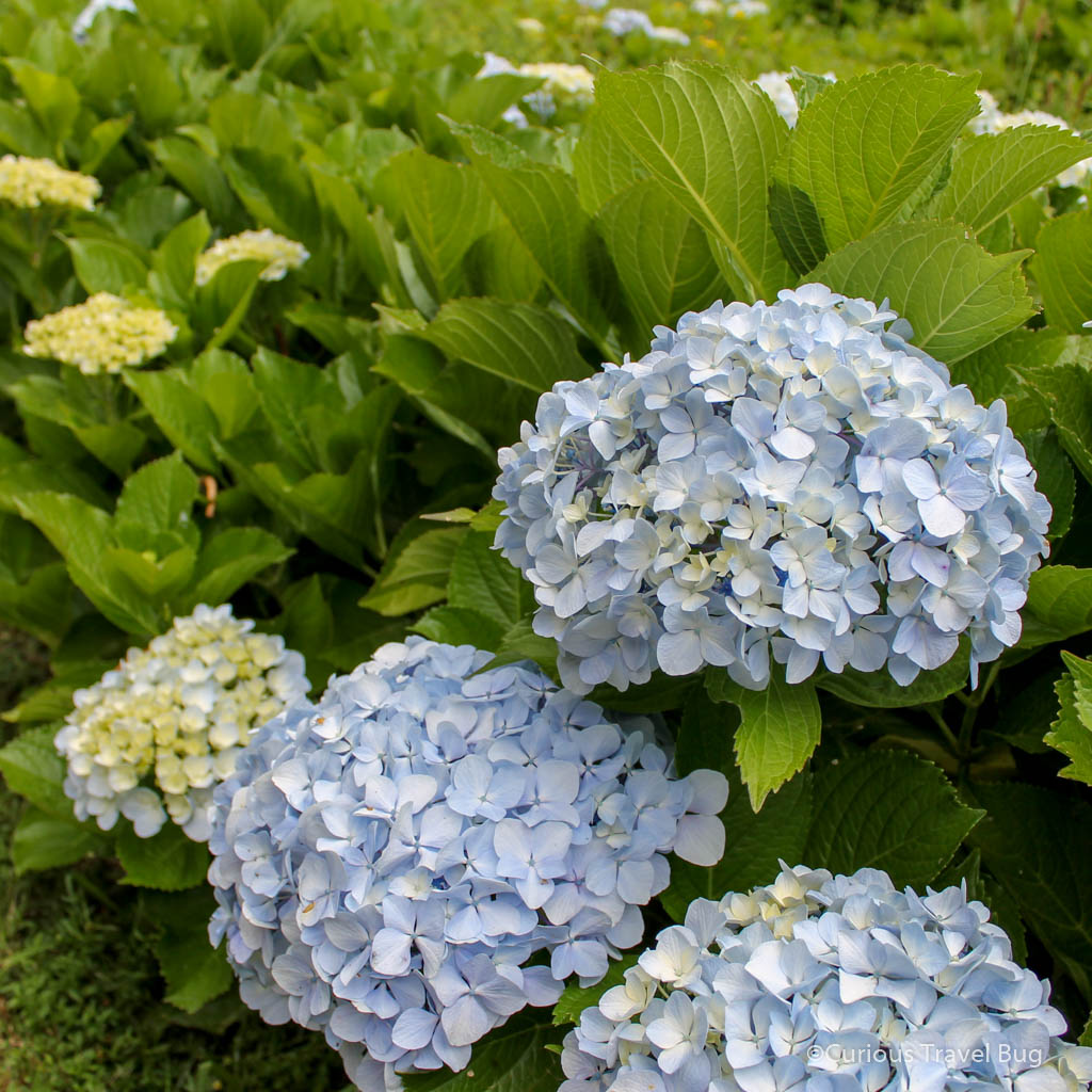 The Azores most iconic flower, the hydrangea. This bush grows on many roadsides and you will see it through Sao Miguel on any trip to the islands.
