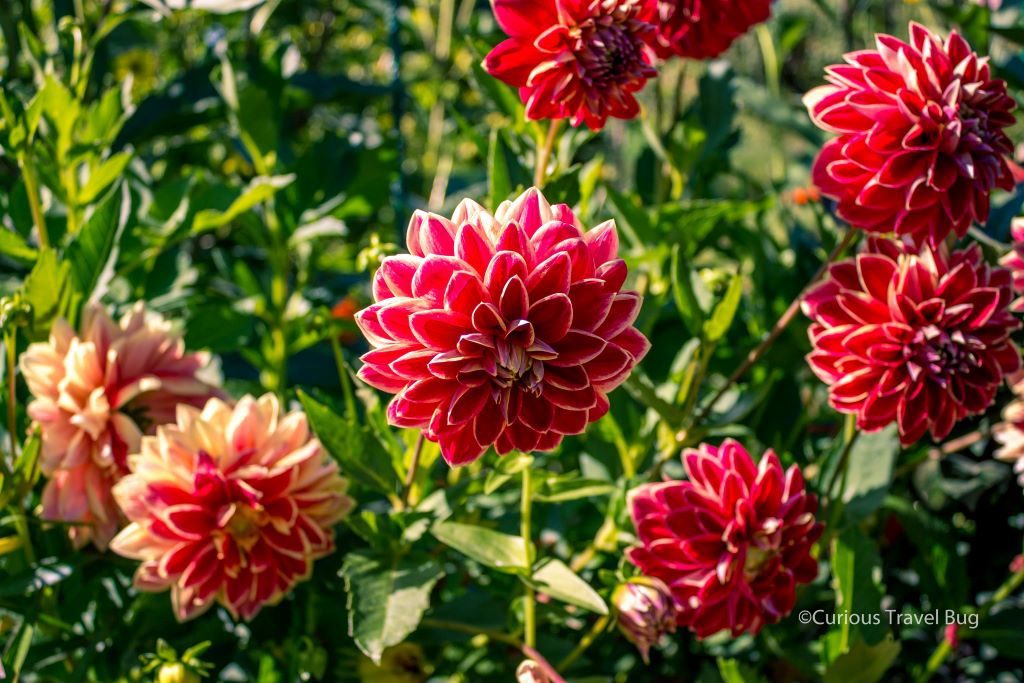 Dahlia in Monets Gardens, Giverny, France