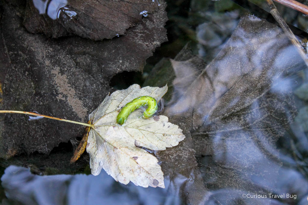 This caterpillar was left stranded on a maple leaf