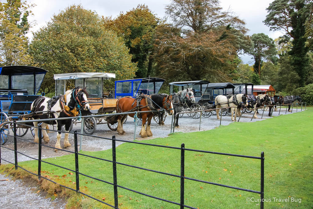 Some of the horses and jaunting carts you can employ in Killarney to take you to local sights like Muckross House.