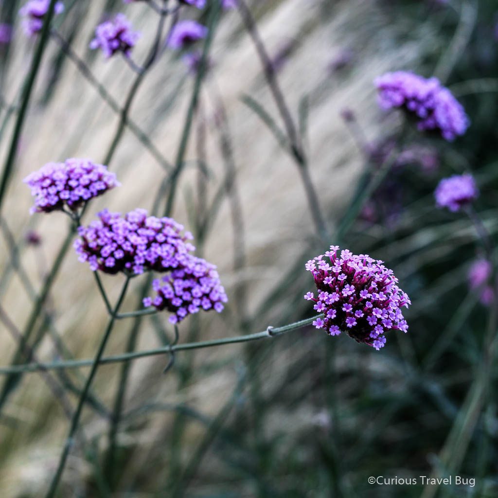 Purple flowers in Killarney House and Gardens botanical garden.