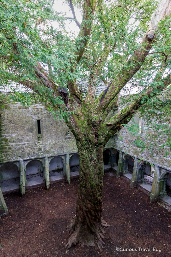 The yew tree that grows inside the cloister of Muckross Abbey near Killarney in Ireland. If you're looking for what to do in Ireland, this is a great place to add to your Irish trip.