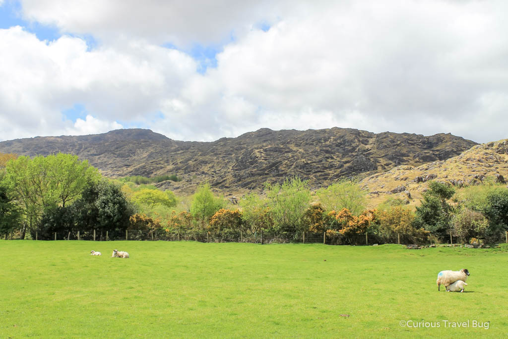 Sheep in a field near the Gap of Dunloe in Killarney National Park, Ireland. The Gap of Dunloe is one of the most spectacular sights in Killarney or Ireland.