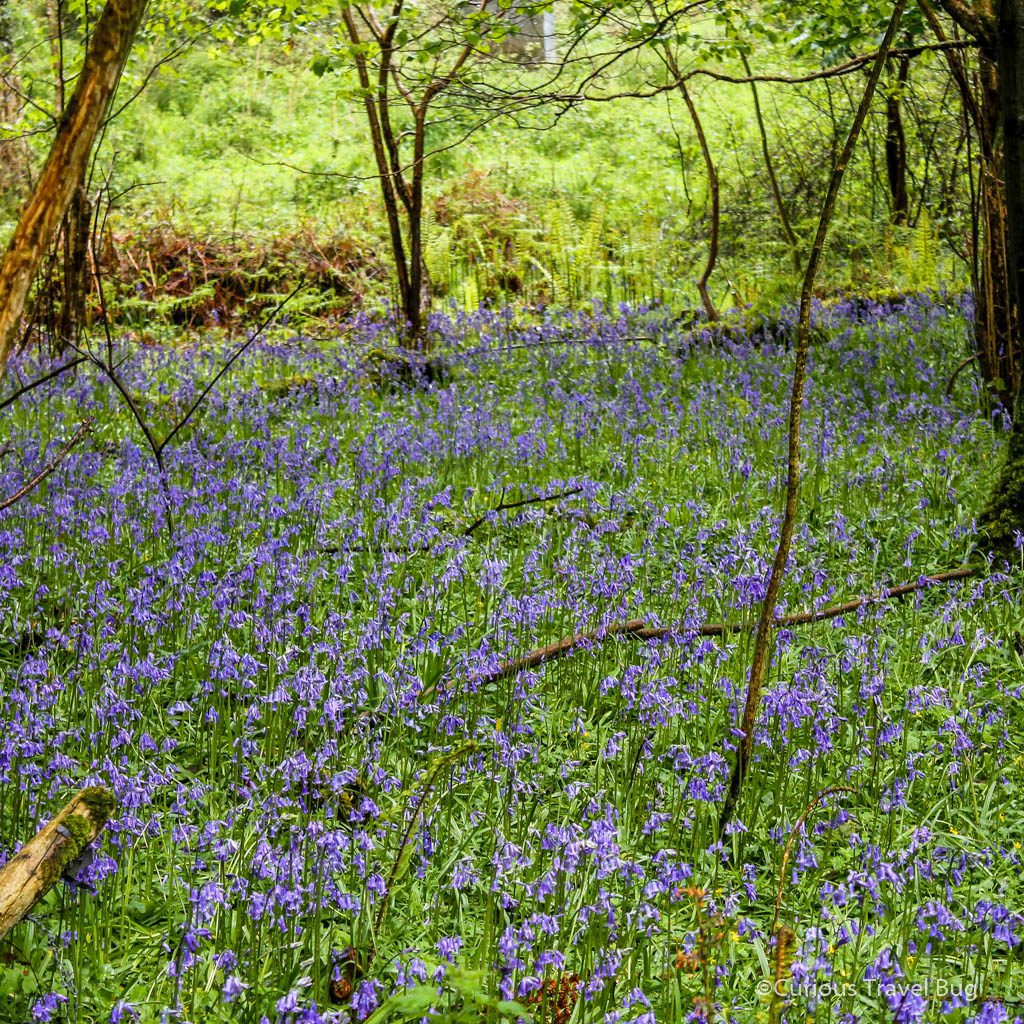 Bluebells carpet the forest floor of the Demesne or Knockreer Estate in Killarney National Park, Ireland during spring.