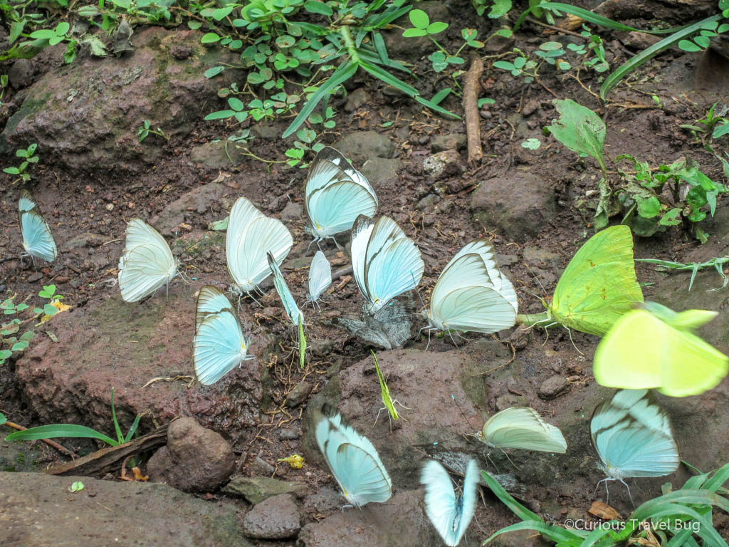 Colorful butterflies on the Central American island of Ometepe, in Nicaragua