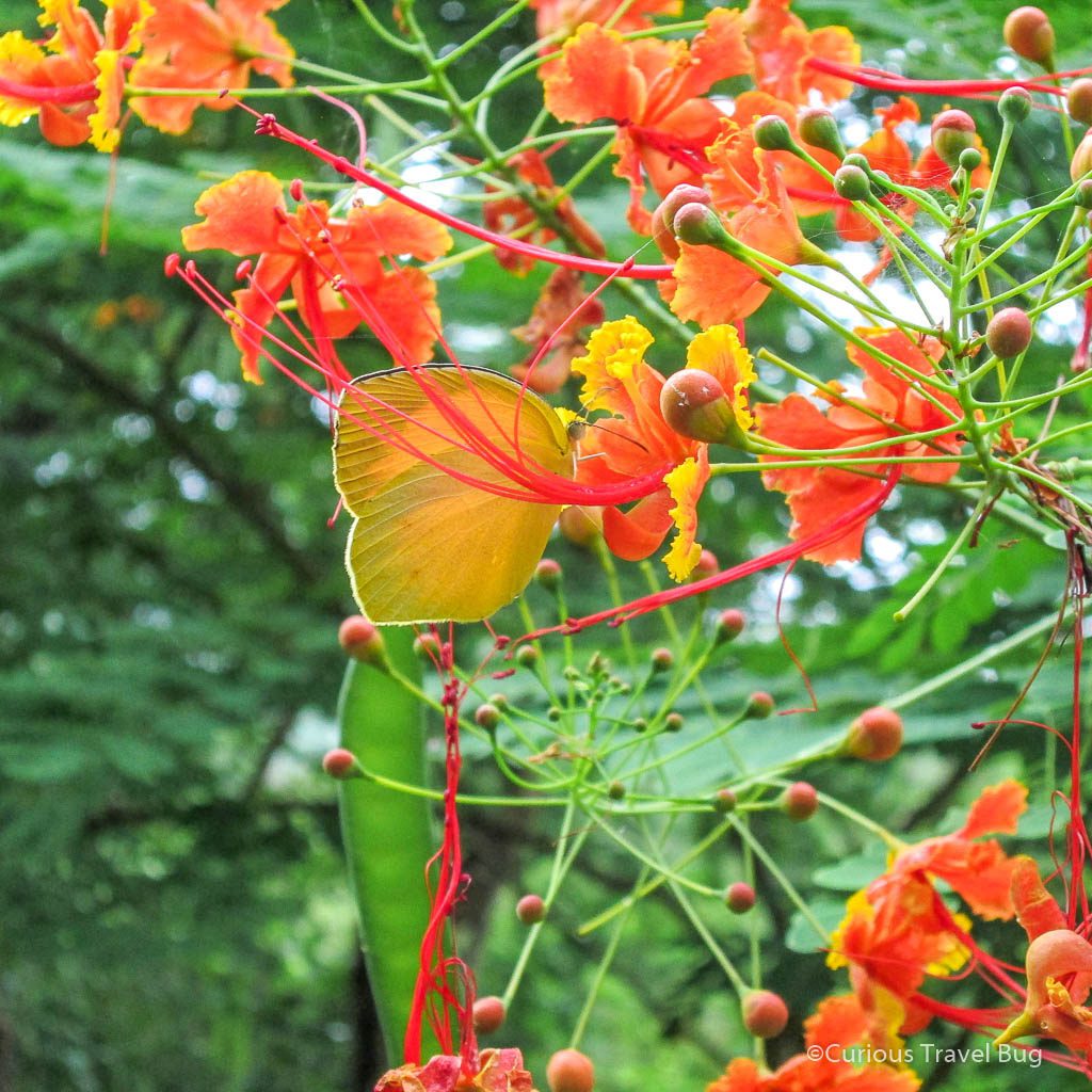 Butterfly on Pride of Barbados orange flowers in Nicaragua, Central America