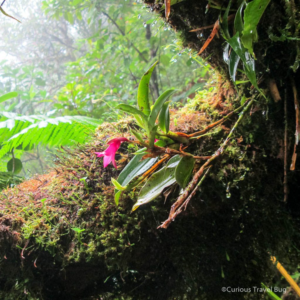 A pink orchid in Nicaragua's Maderas Volcano cloud forest