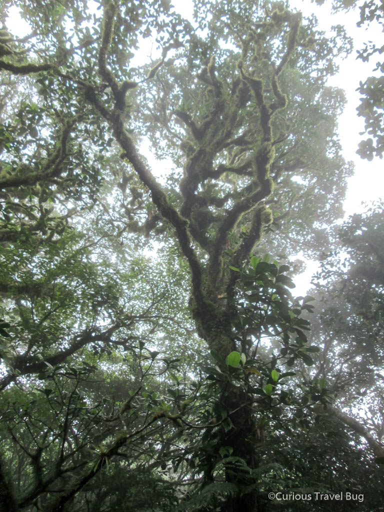 The mist and gnarly branches of a tree growing on the cloud forested slopes of Maderas Volcano. Ometepe Island, Nicaragua