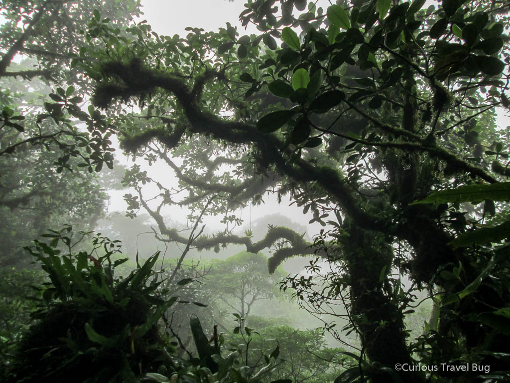 Trees in the cloud forest of Volcano Maderas on Isla de Ometepe, Nicaragua