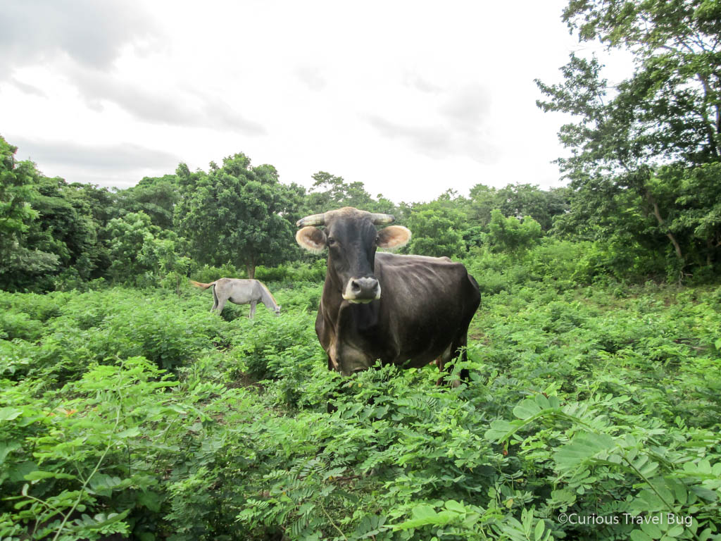 A cow that is grazing in the fields at the base of Maderas Volcano in Nicaragua, Central America