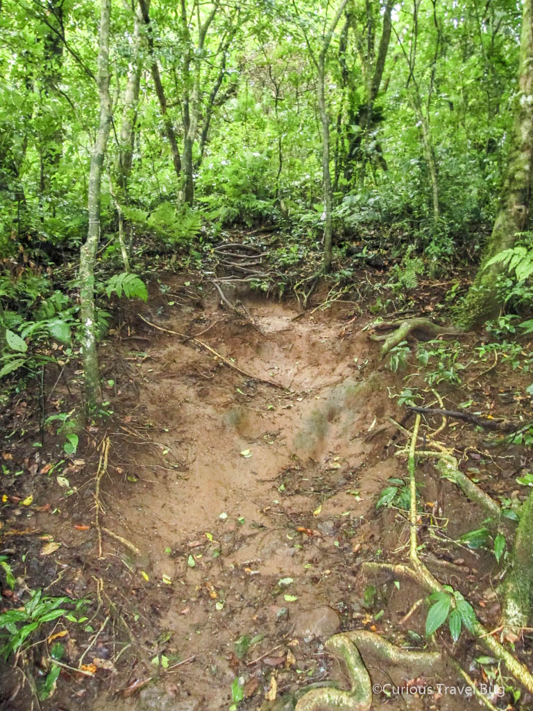 Most of the hike up Maderas Volcano on Ometepe island looks like this and can be quite slippery