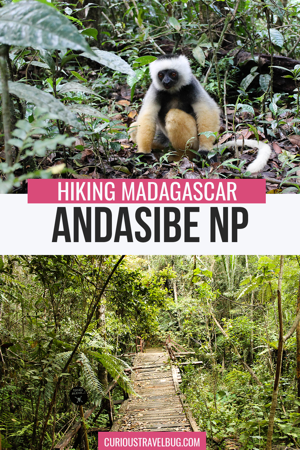 Travel to Madagascar and take in Andasibe National Park, a short day trip from the capital of Antananarivo, Madagascar. This day trip gives you a chance to see sifakas, indri and more lemurs as well as other native wildlife like chameleons, geckos, and birds. This is the perfect place to add to your Madagascar itinerary if you are traveling to the Red Island of Africa.