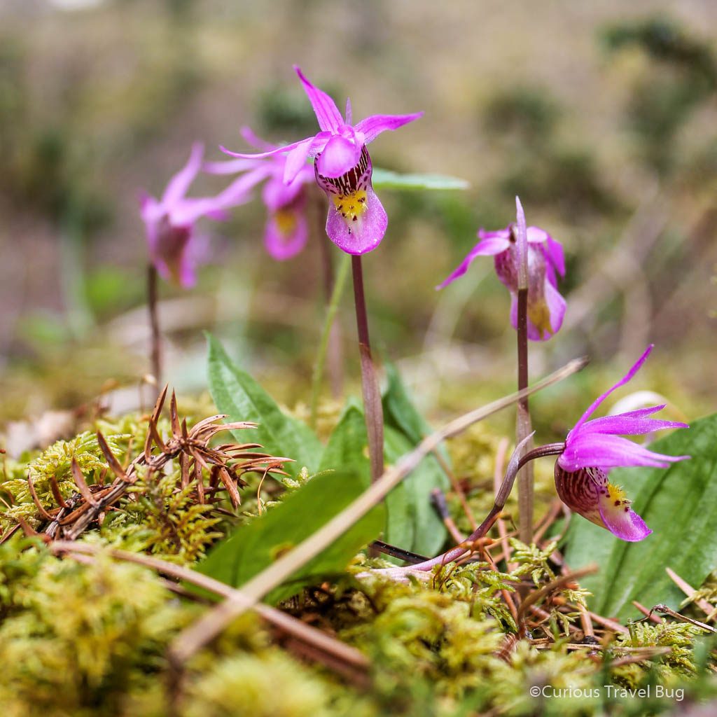 Spring in Banff can bring plenty of wildflowers like this orchid to brighten up the forests and meadows of the Rocky Mountains