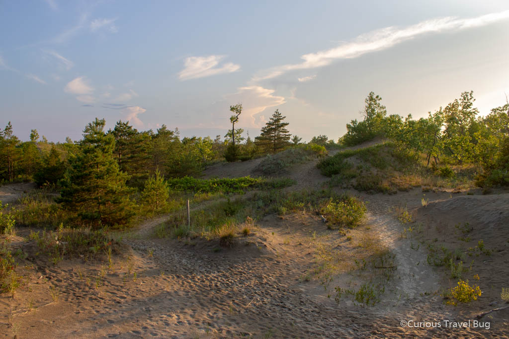 The dunes of Dunes Trail in Prince Edward Counties Sandbanks Park at sunset.