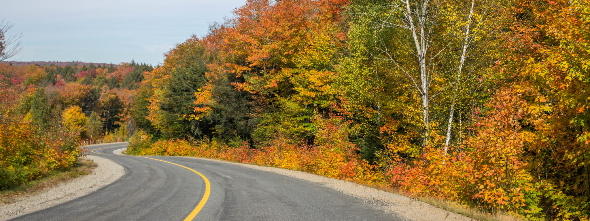 Ontario road trips you can do from Toronto. Road with autumn foliage around it.