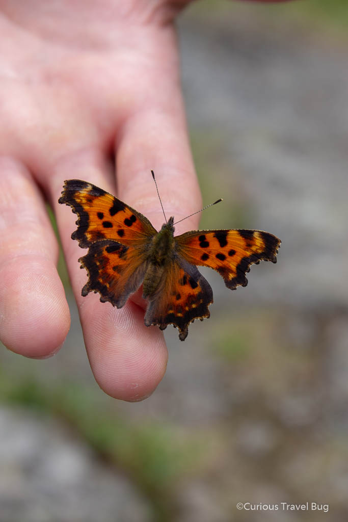 And orange and black butterfly, the Green Comma butterfly in Northern Ontario