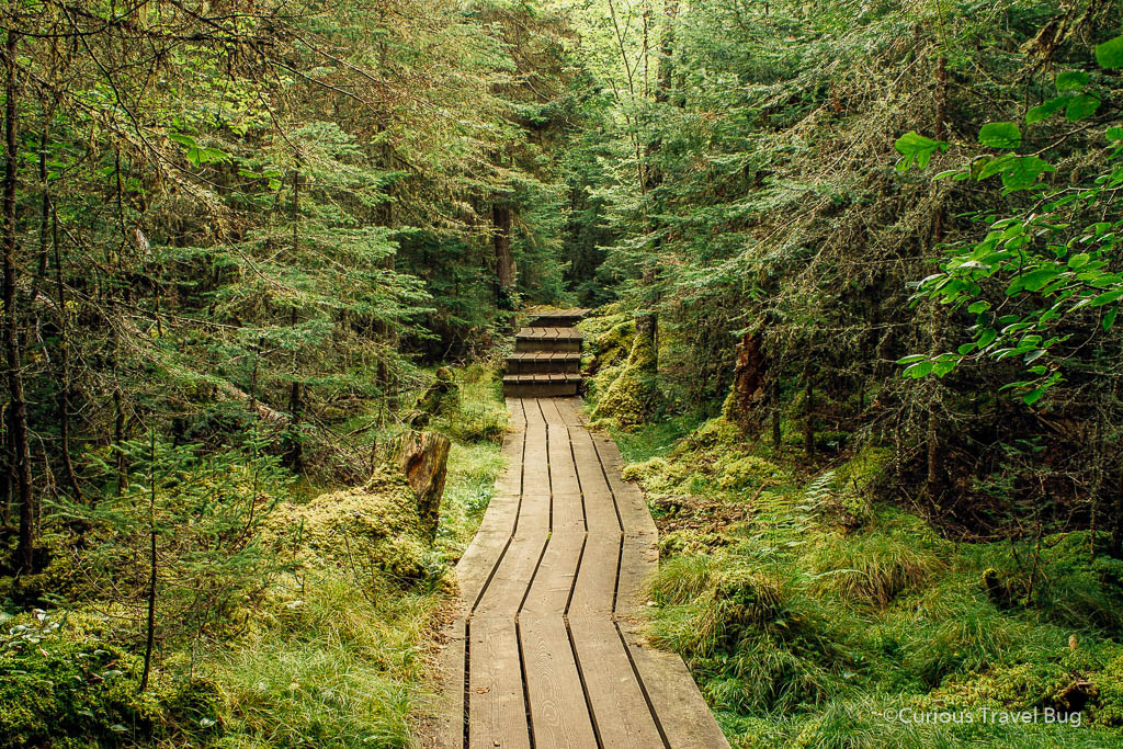 Walking a boardwalk through mossy forest in Pukaskwa National Park, Ontario
