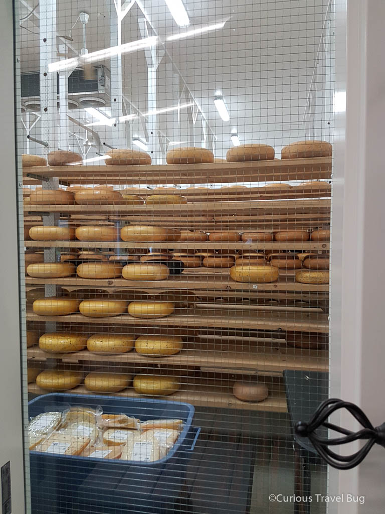 Wheels of Gouda cheese at the Thunder Oak gouda factory near Thunder Bay, Ontario