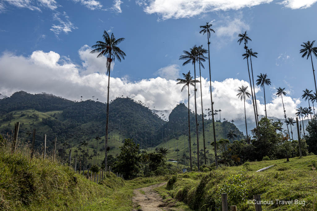 The tall palm trees of the Cocora Valley near Salento, Colombia. This is one of Colombia's most visited destinations and this location in the coffee region is the perfect stop on any two week visit to Colombia
