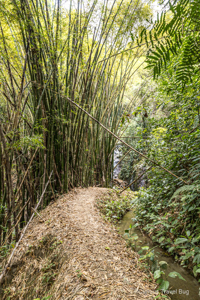 Trail through a bamboo forest on a waterfall hike in Minca, Colombia. Minca is the perfect jungle destination for a visit to Colombia
