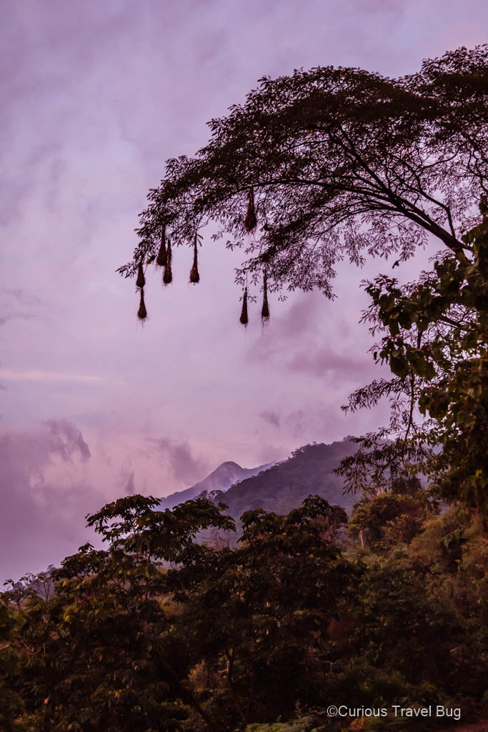Crested oropendola woven nest hang from a tree at sunset over the mountains in Minca, Colombia