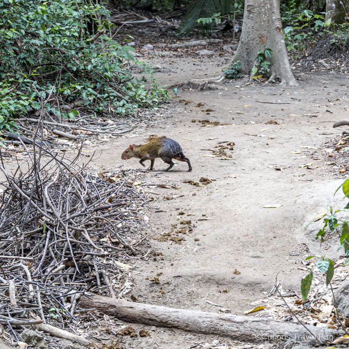 An agouti crosses the path in Tayrona National Park, Colombia